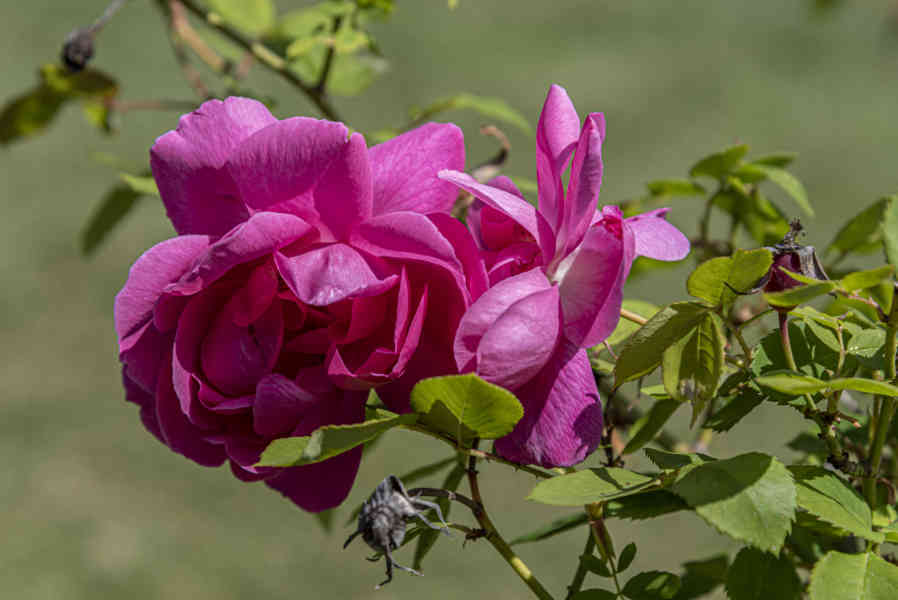 Rosa roja - parque de Cervantes - Barcelona - Catalunya 7.jpg